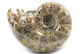 Polished, Chambered Ammonite (Argonauticeras) Fossil - Madagascar #312330-1